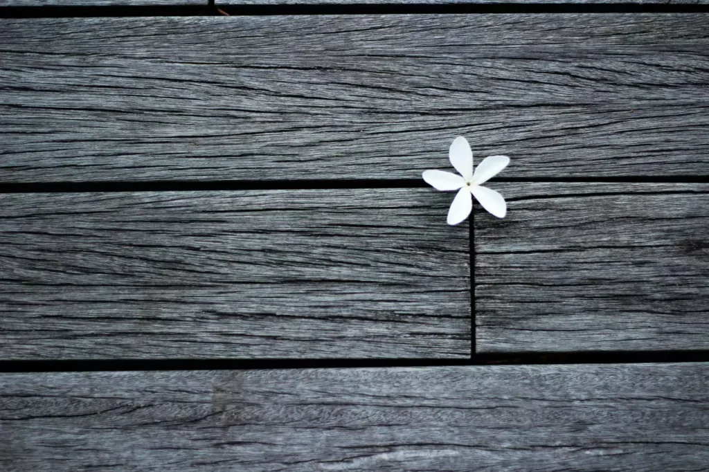 flower on a wood