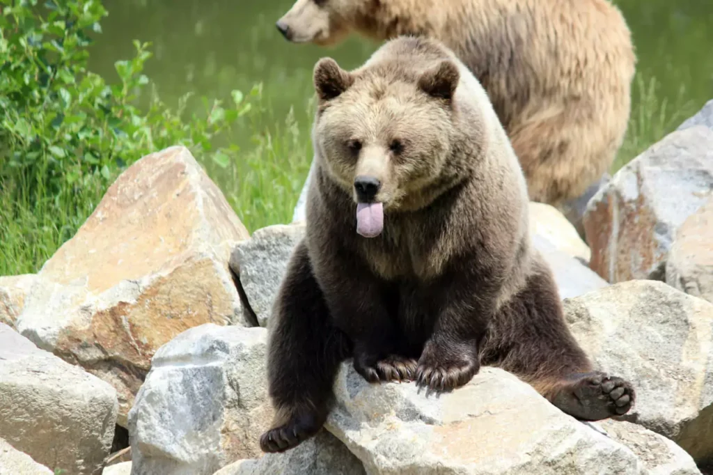 bear-acting-silly