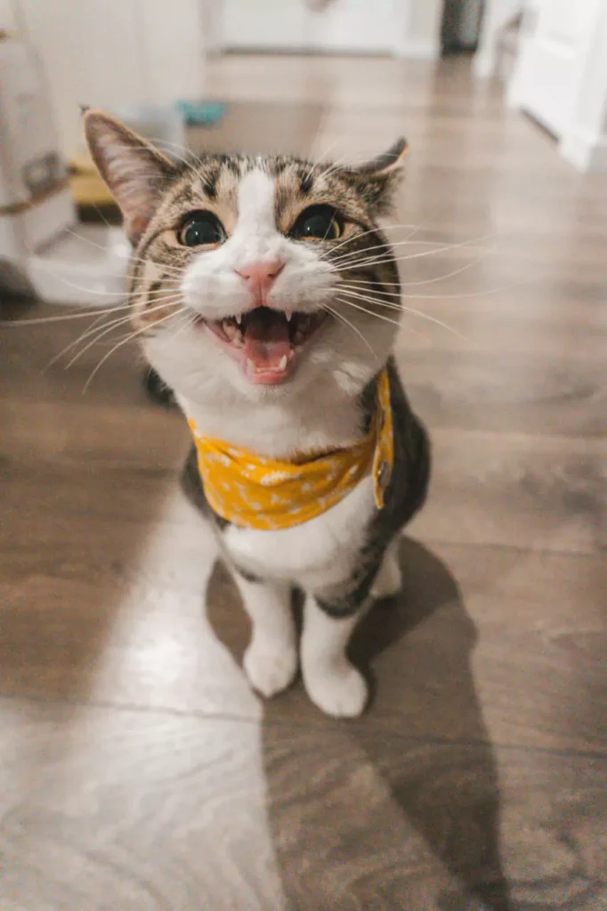 cat-laughing at brutal quotes about people