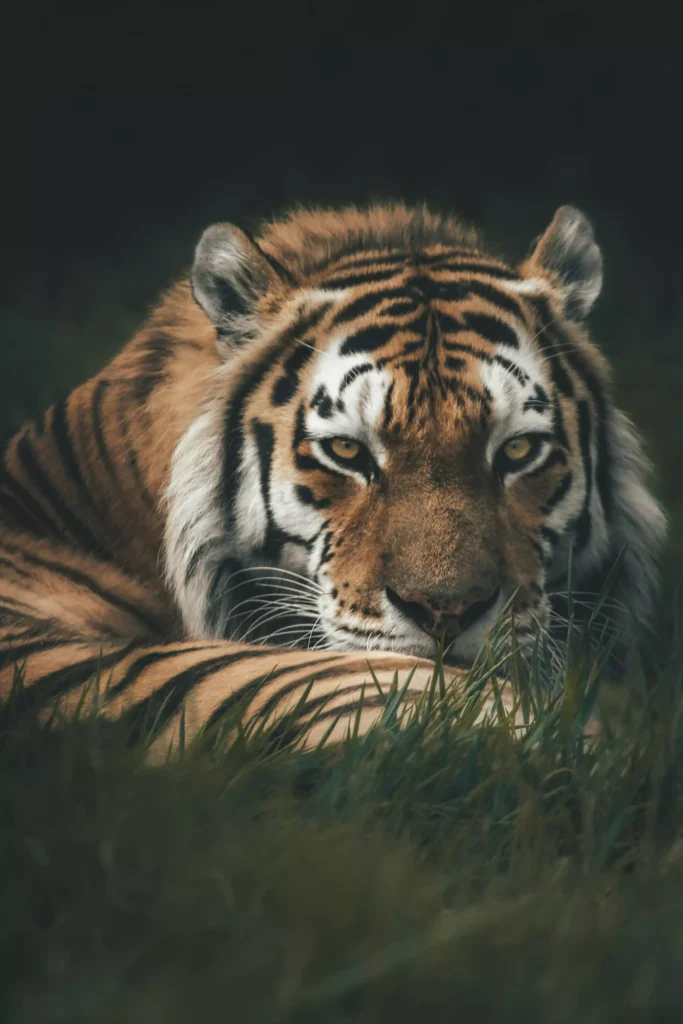 tiger giving cold stare