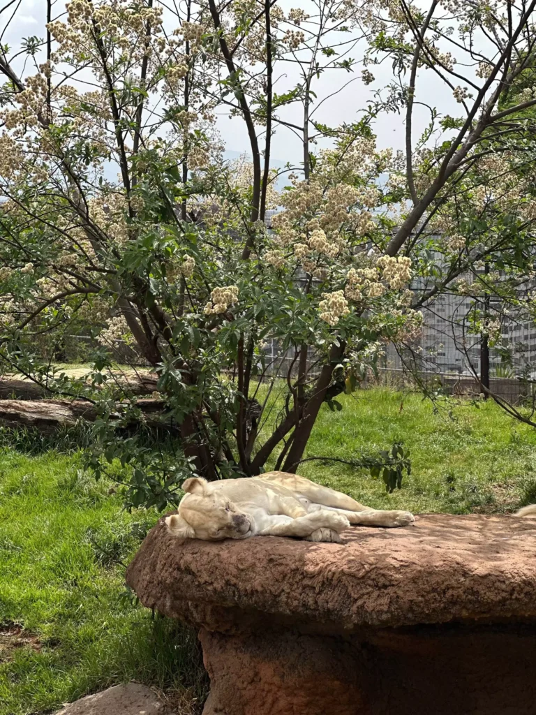 The lions at Unity Park