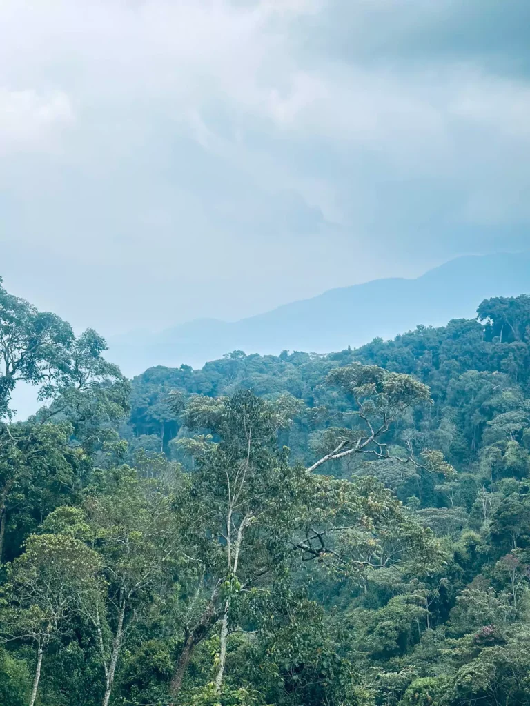 Nyungwe national forest park