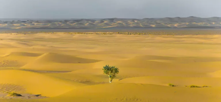 Lone tree thriving in the desert symbolizing resilience and inner strength