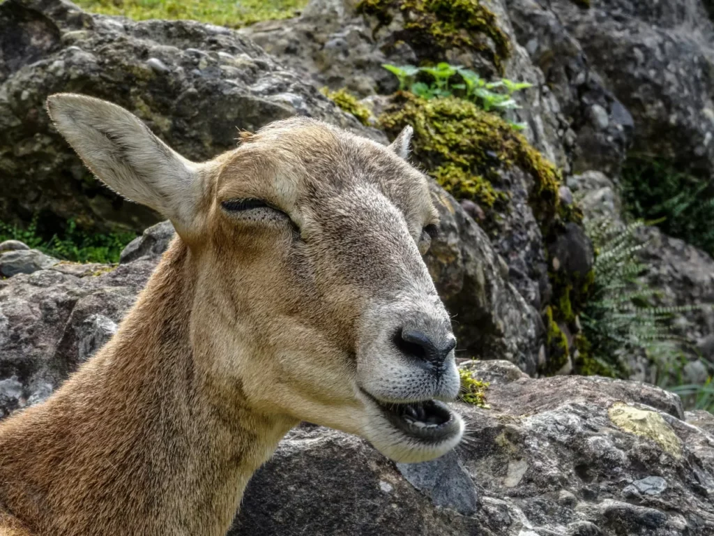 A Goat laughing