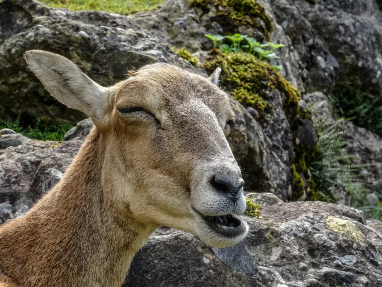 A Goat laughing