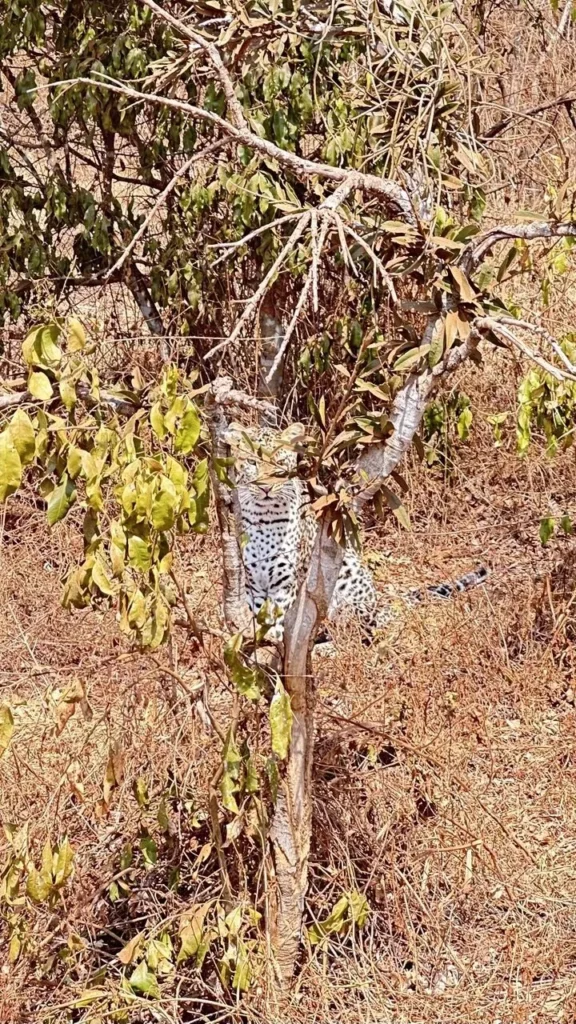 A cheetah in Akagera National Park