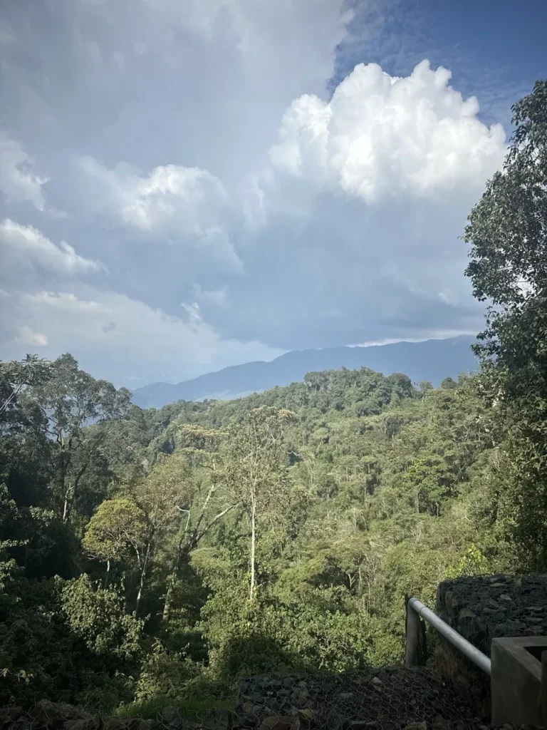 Nyungwe National Forest