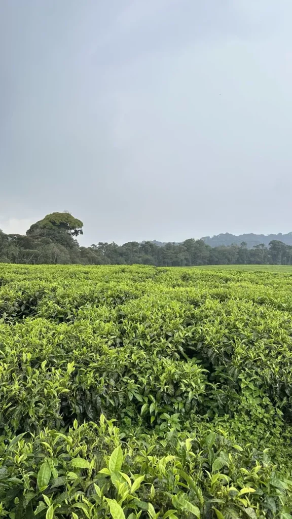 Tea Plantation in Nyungwe, Rwanda