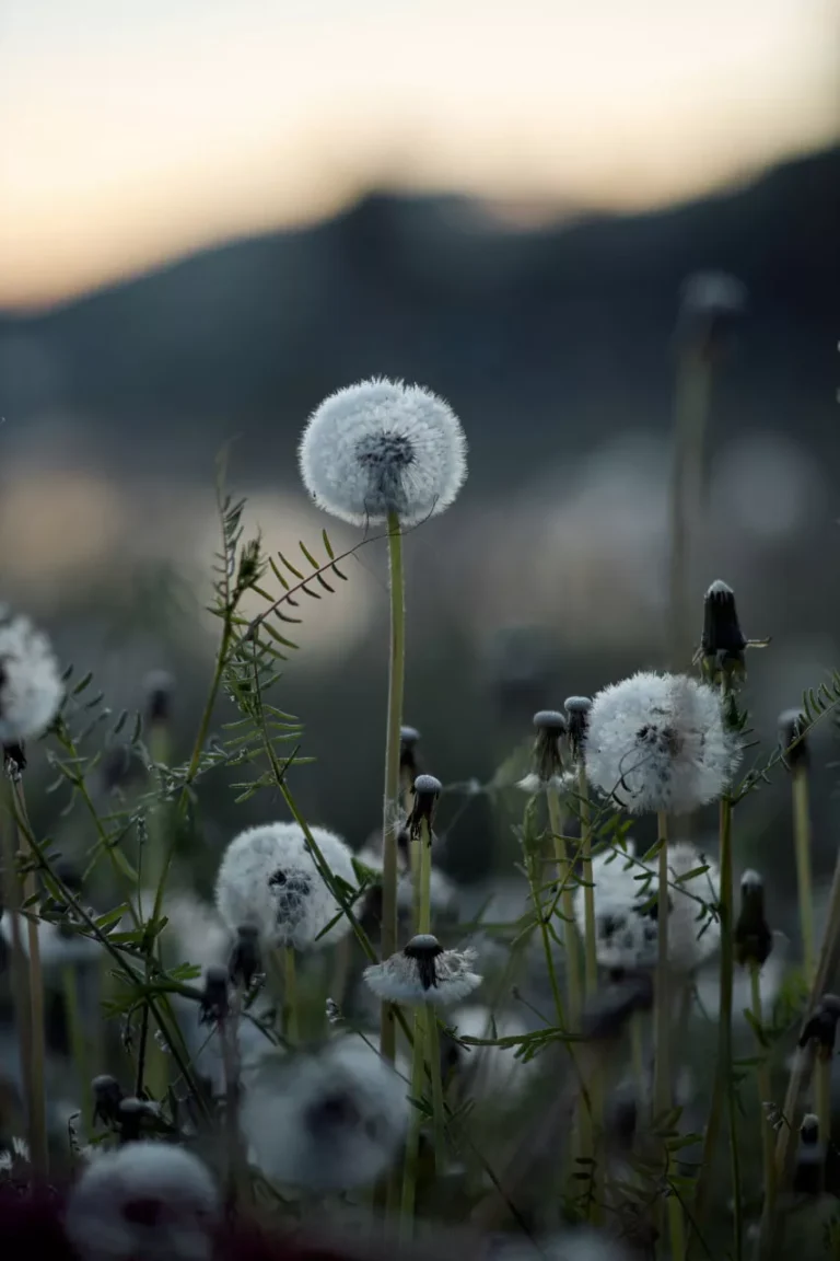 The Art of Doing Less and Achieving More