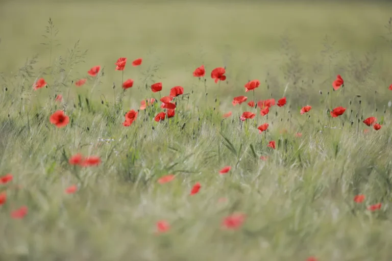 How to Resist Becoming Emotionally Attached Too Quickly